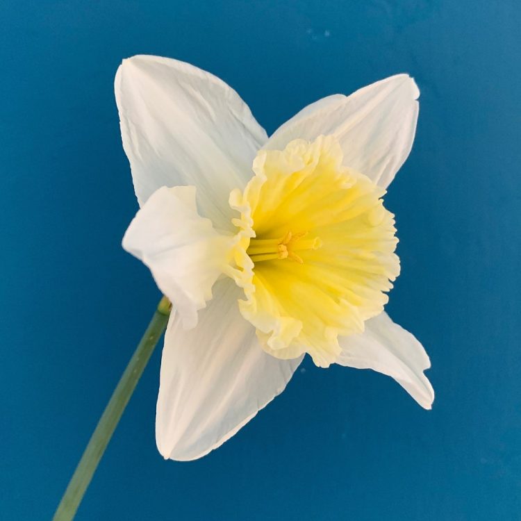 daffodil-4916584_1280